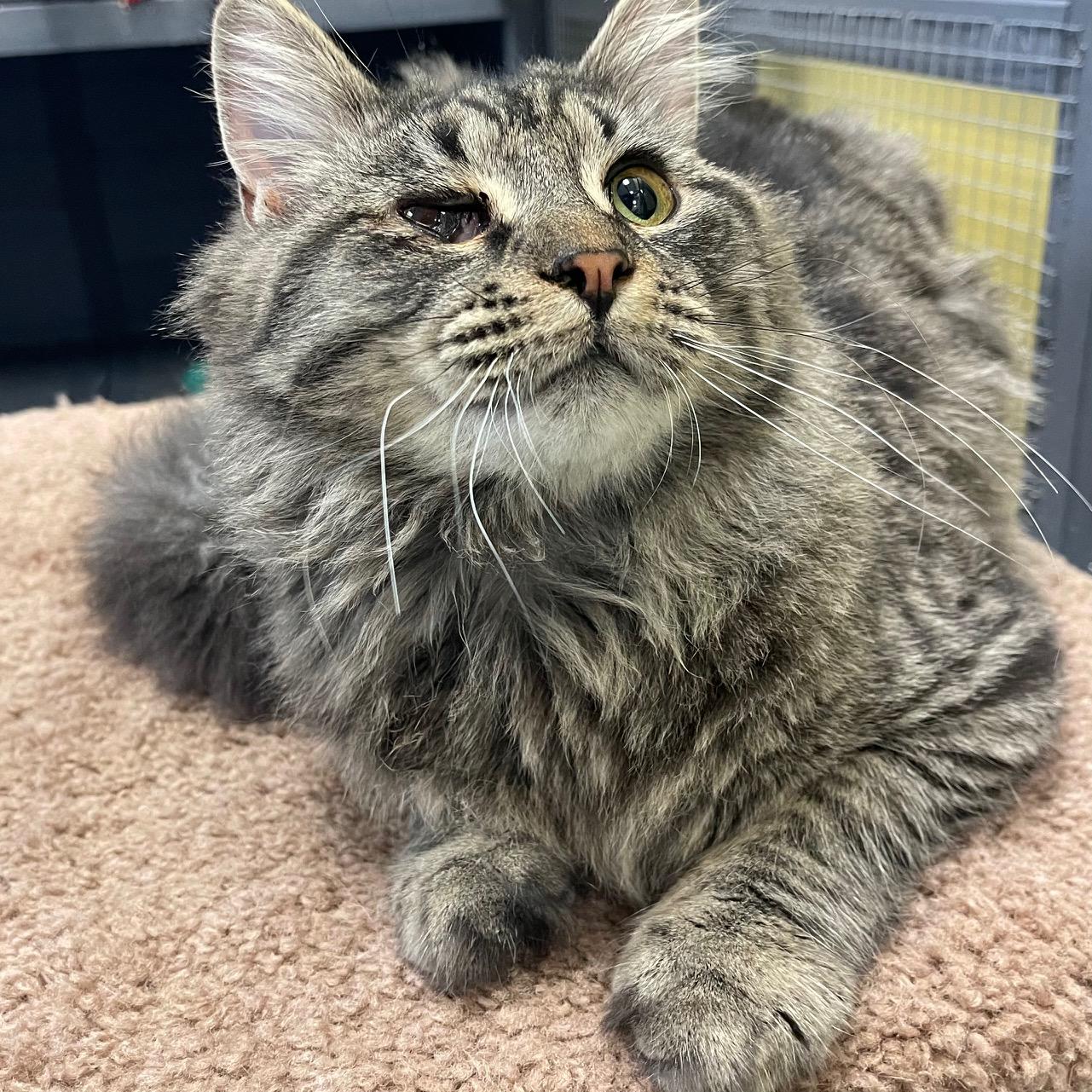 Enlarge Turtle Dove, an adopted mixed breed in Racine, WI image 4/6