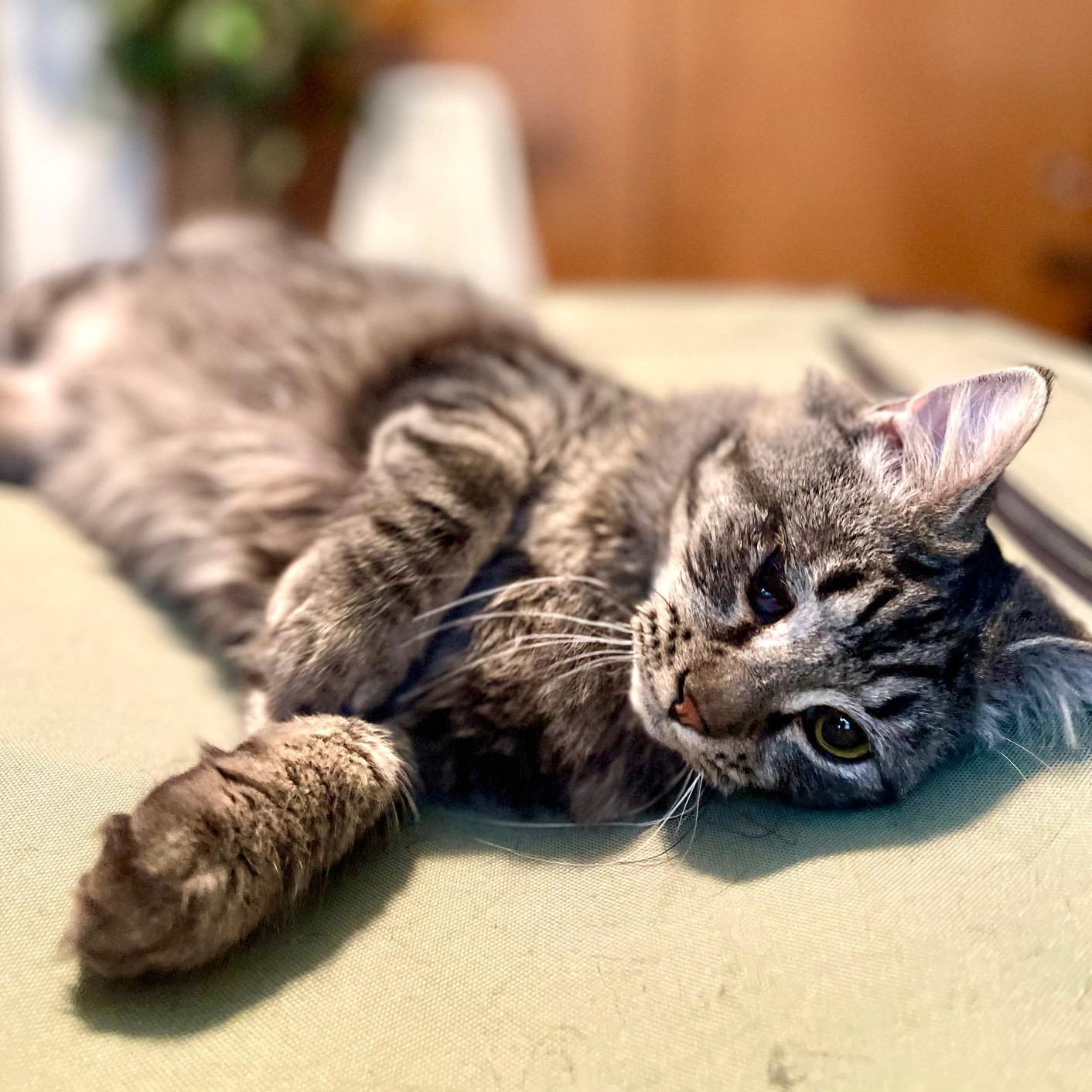 Enlarge Turtle Dove, an adopted mixed breed in Racine, WI image 6/6