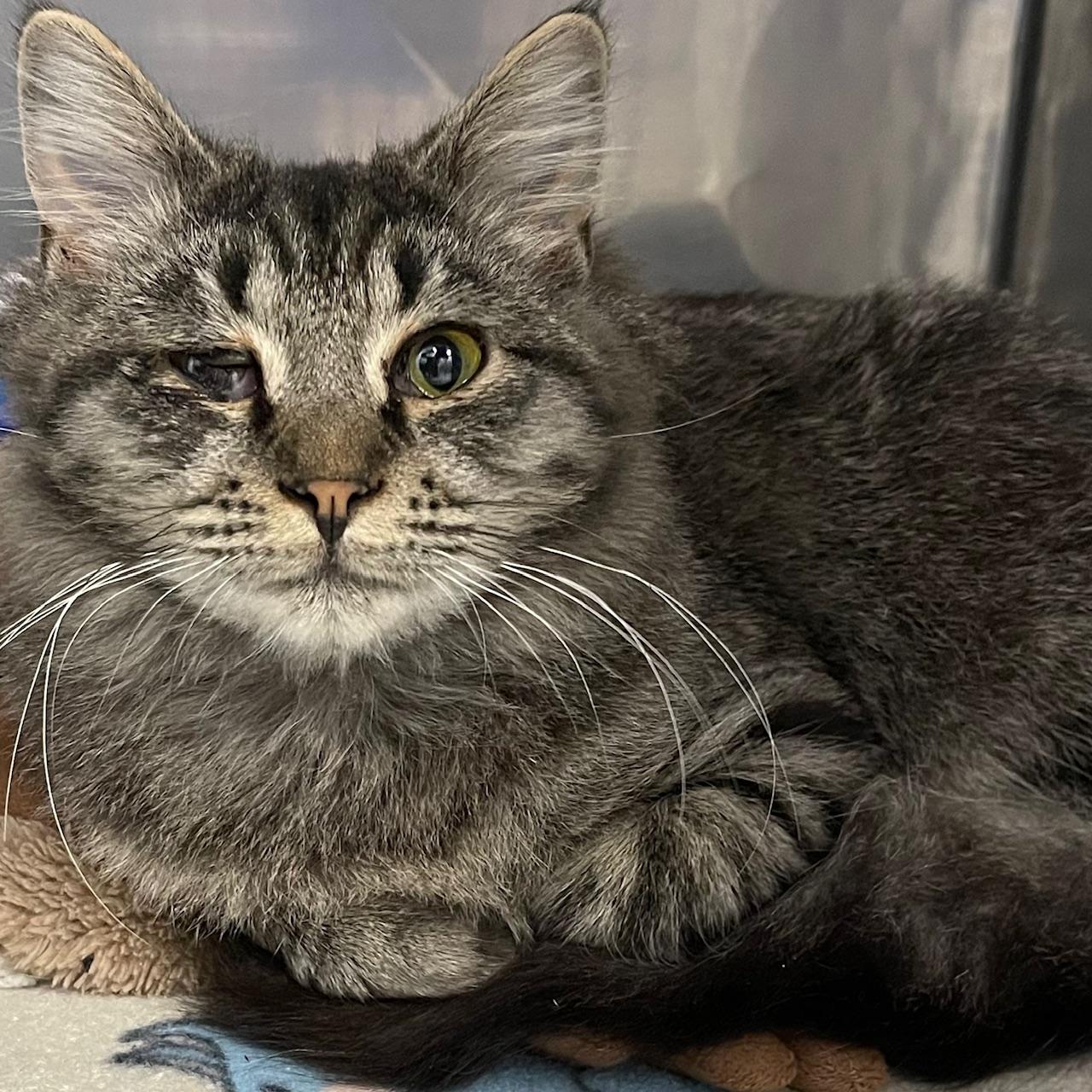 Turtle Dove, adopted, Kitten Female Domestic Long Hair & Tabby.