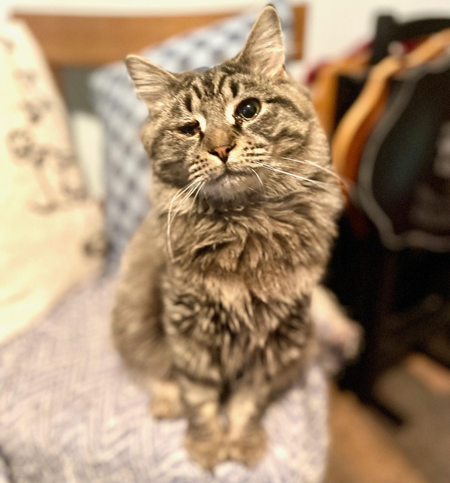 Enlarge Turtle Dove, an adopted mixed breed in Racine, WI image 5/6
