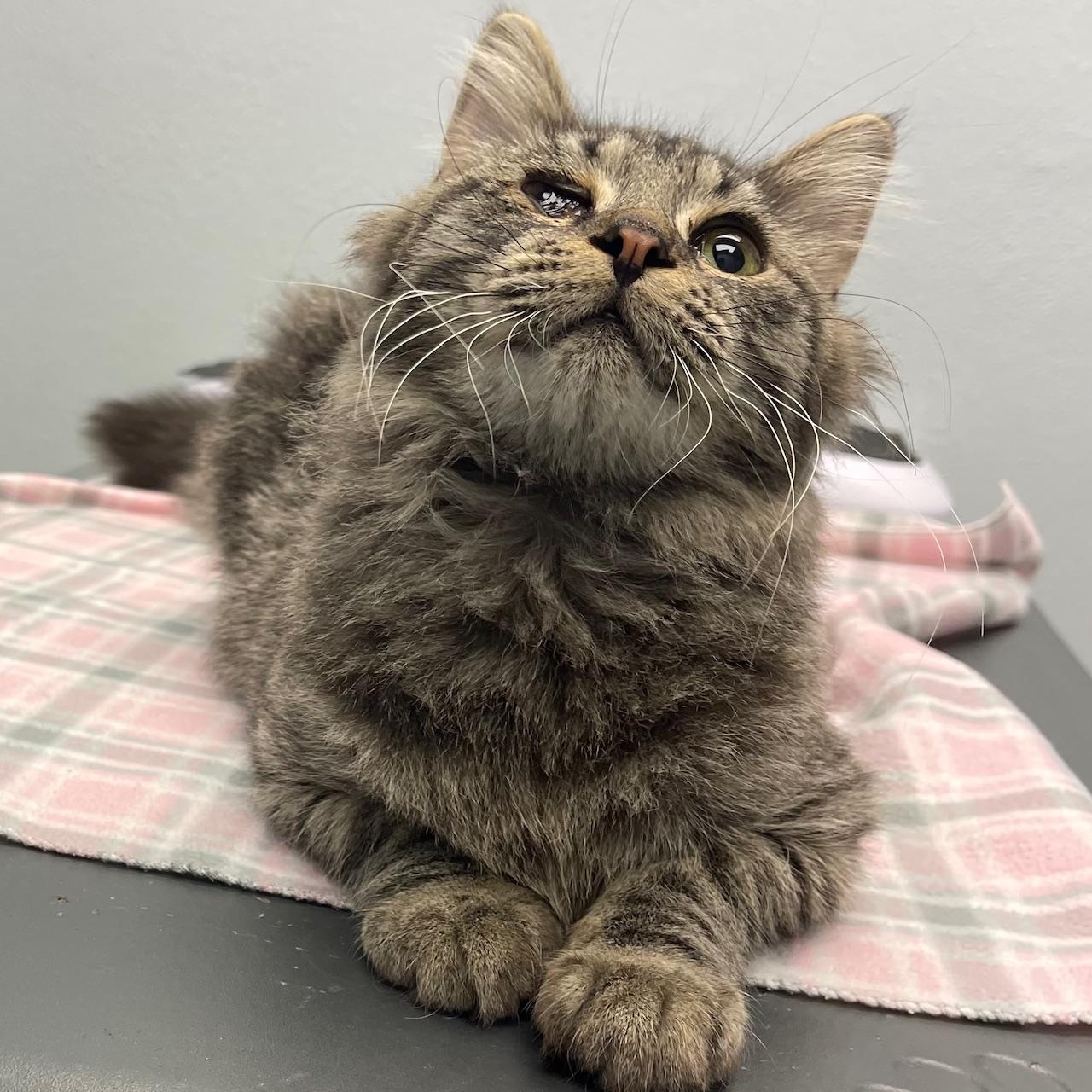 Enlarge Turtle Dove, an adopted mixed breed in Racine, WI image 2/6