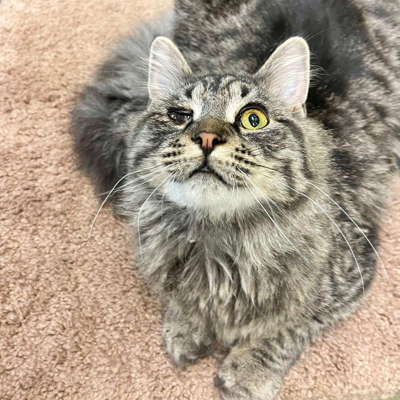 Enlarge Turtle Dove, an adopted mixed breed in Racine, WI image 3/6