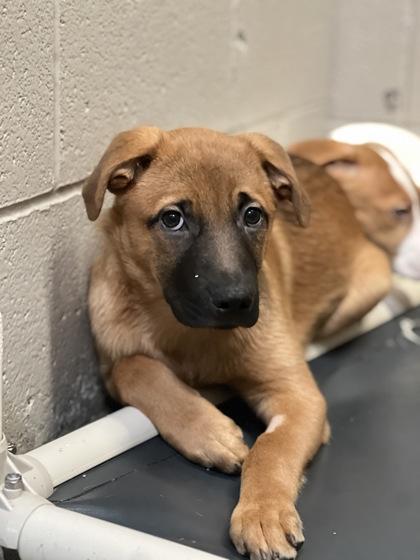 Cantelope *7/19 At offsite adoption event**, Baby Female unknown