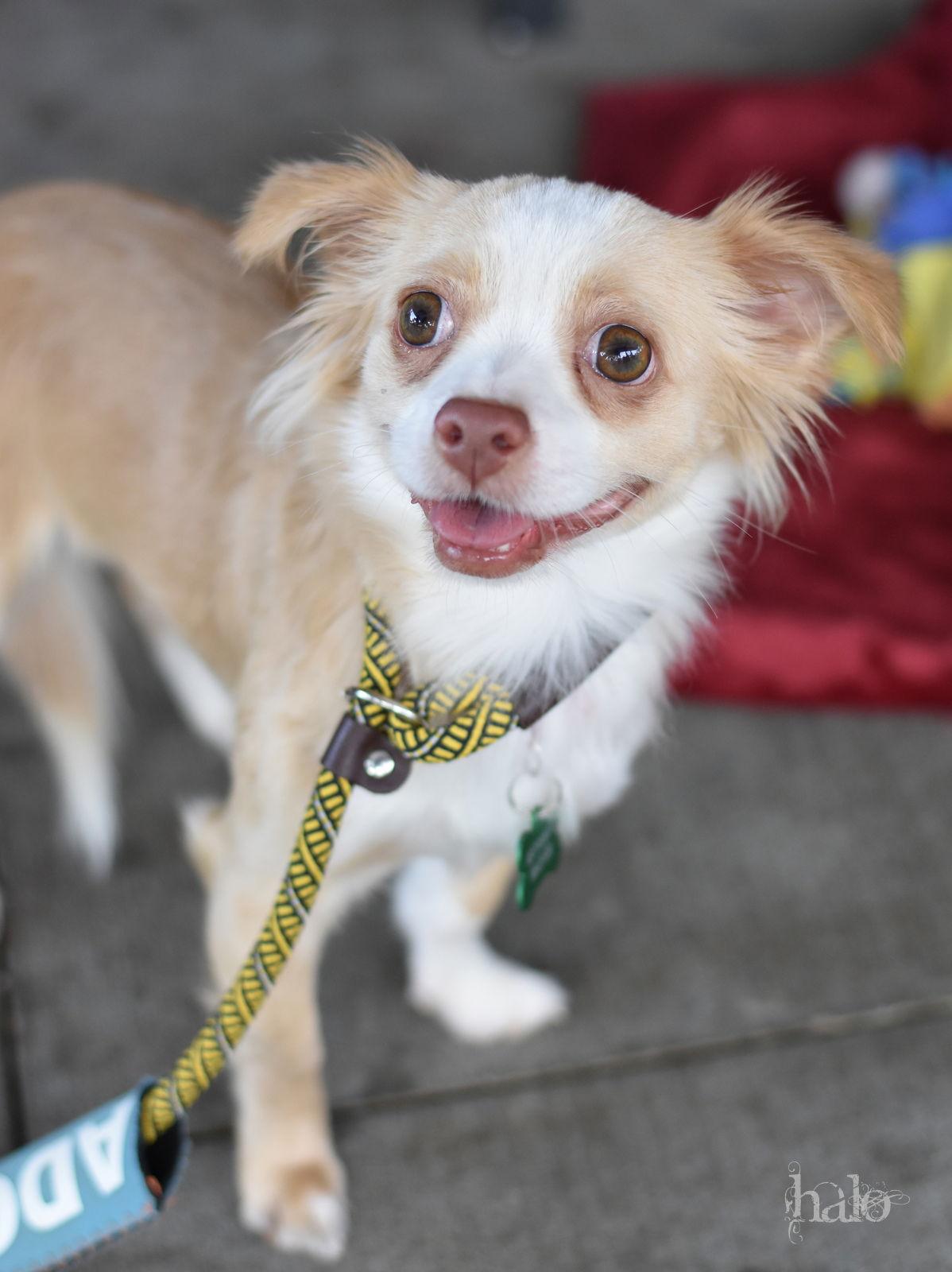 Halo, Adopted, Young Female Chihuahua.