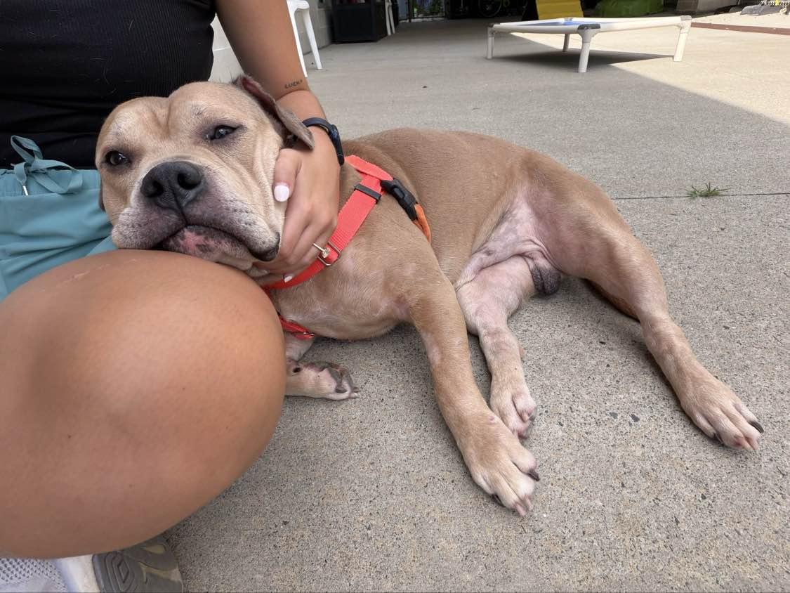 Enlarge Diego, a ADOPTABLE mixed breed in Stratford, CT image 2/6