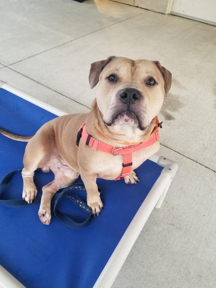 Enlarge Diego, a ADOPTABLE mixed breed in Stratford, CT image 4/6