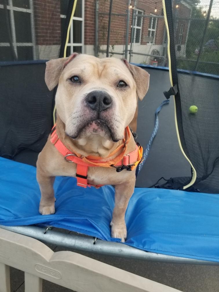 Enlarge Diego, a ADOPTABLE mixed breed in Stratford, CT image 1/6