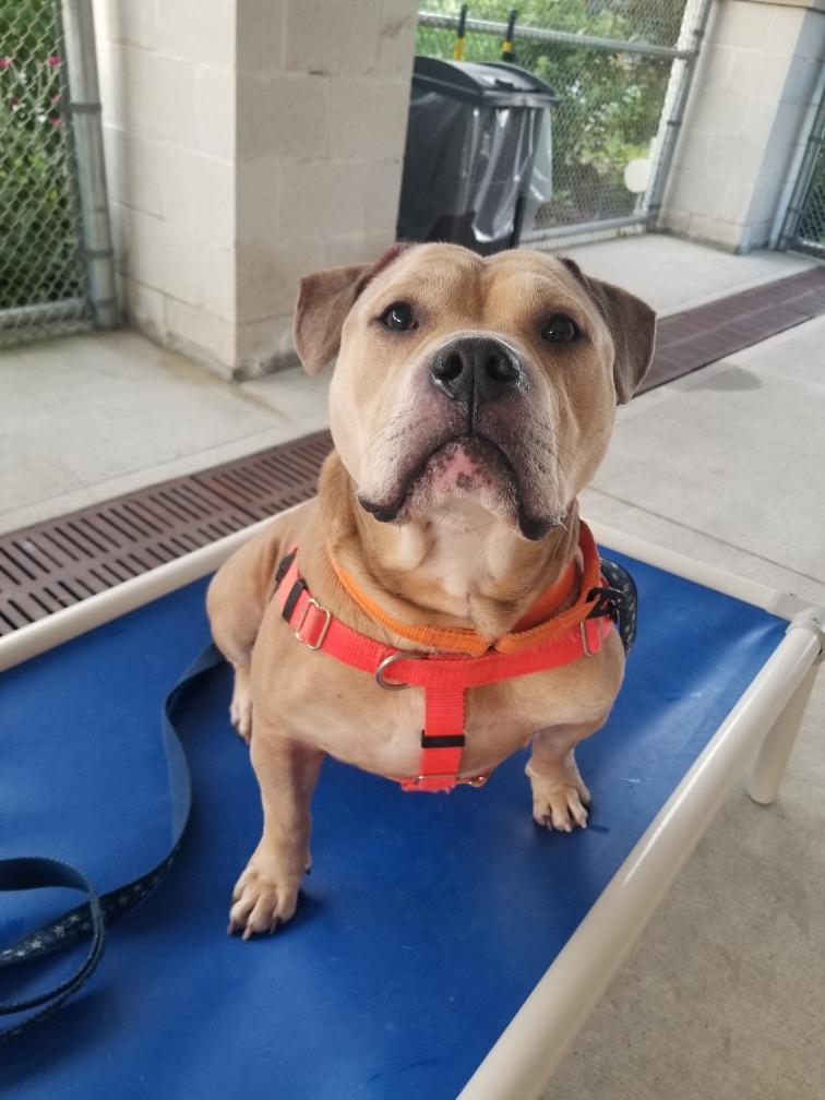 Enlarge Diego, a ADOPTABLE mixed breed in Stratford, CT image 5/6
