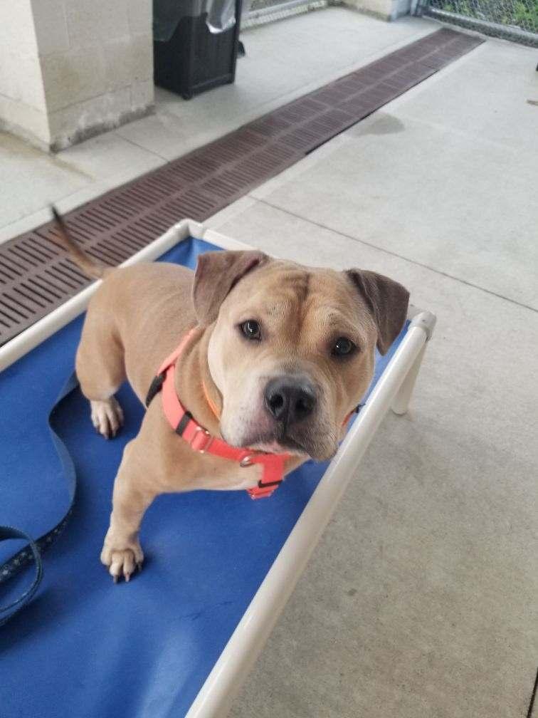 Enlarge Diego, a ADOPTABLE mixed breed in Stratford, CT image 6/6