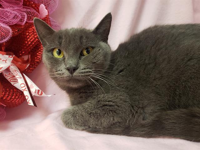 Enlarge GARNET, a Adoptable Domestic Short Hair in Fairfield, CA image 1/1