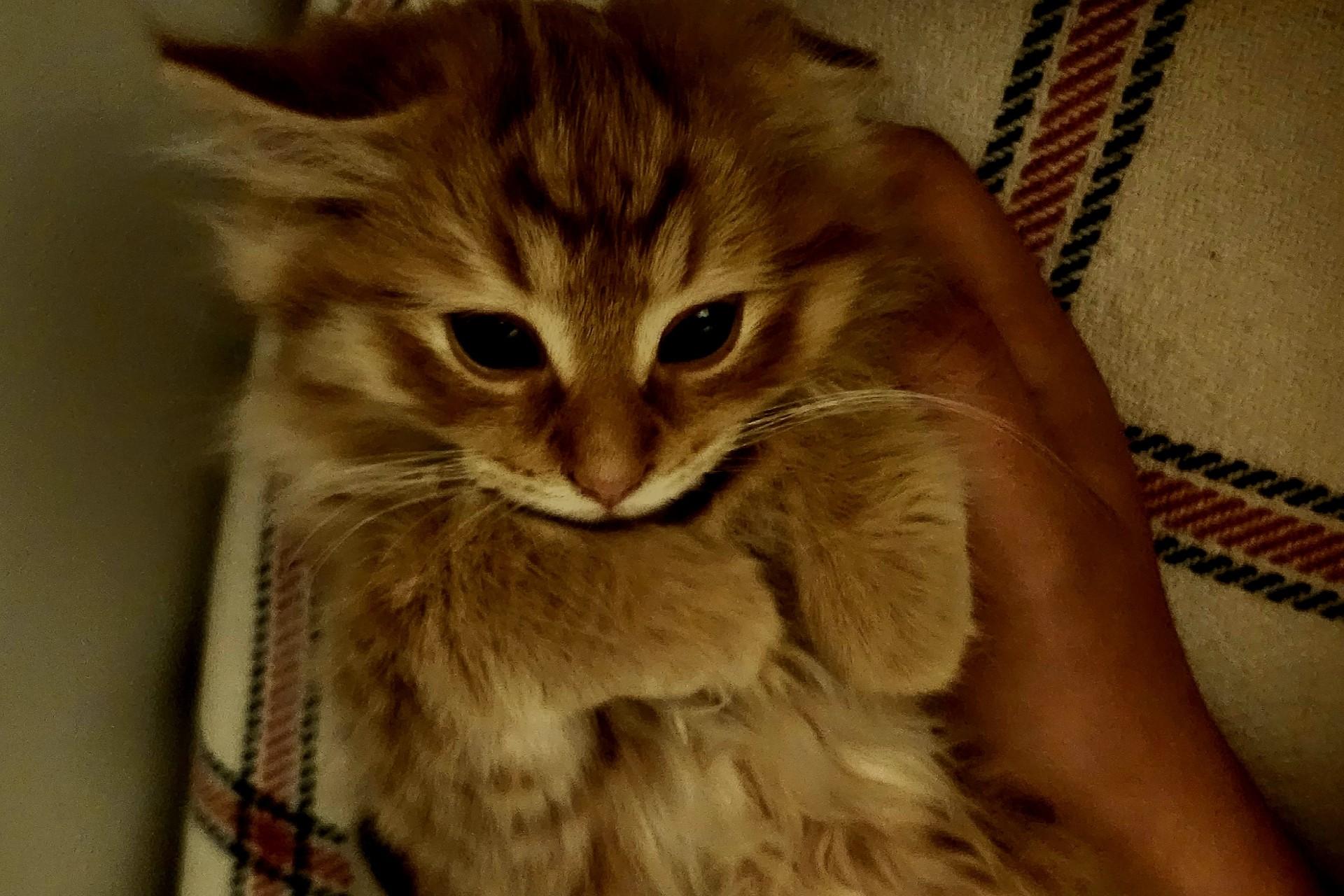 FREYA, Adoptable, Young Female Maine Coon.