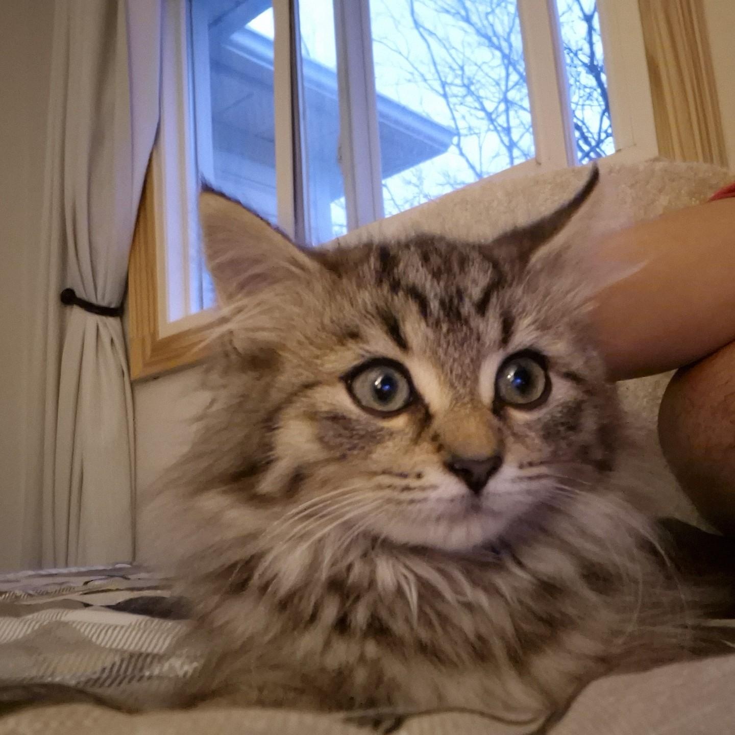 FREYA, a Adoptable mixed breed in Niagara on the Lake, ON image 2/2