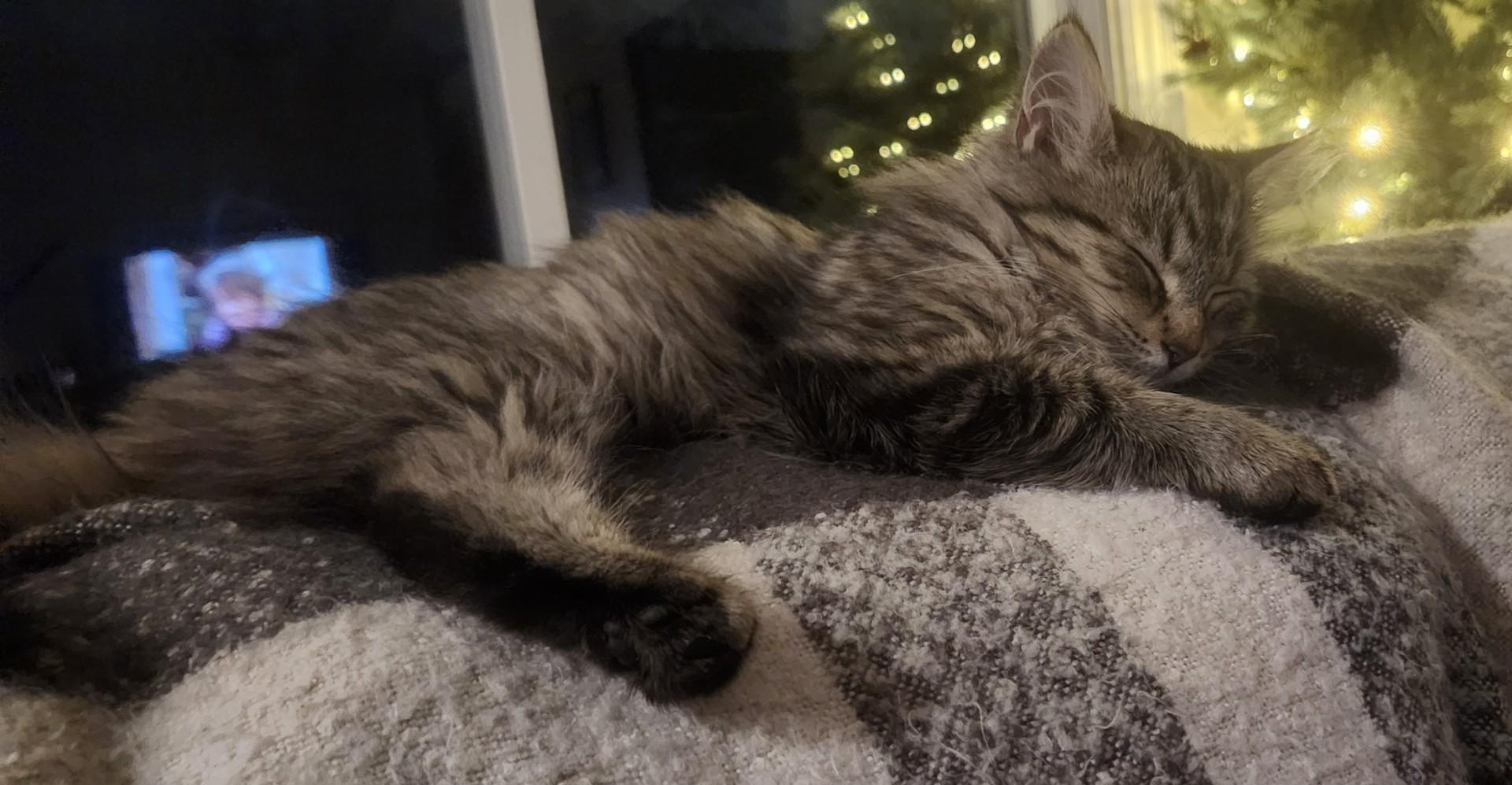 Enlarge FREYA, a Adoptable mixed breed in Niagara on the Lake, ON image 4/4