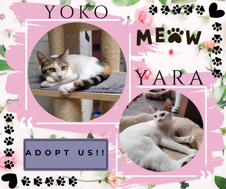 YARA, Adoptable, Adult Female American Shorthair.