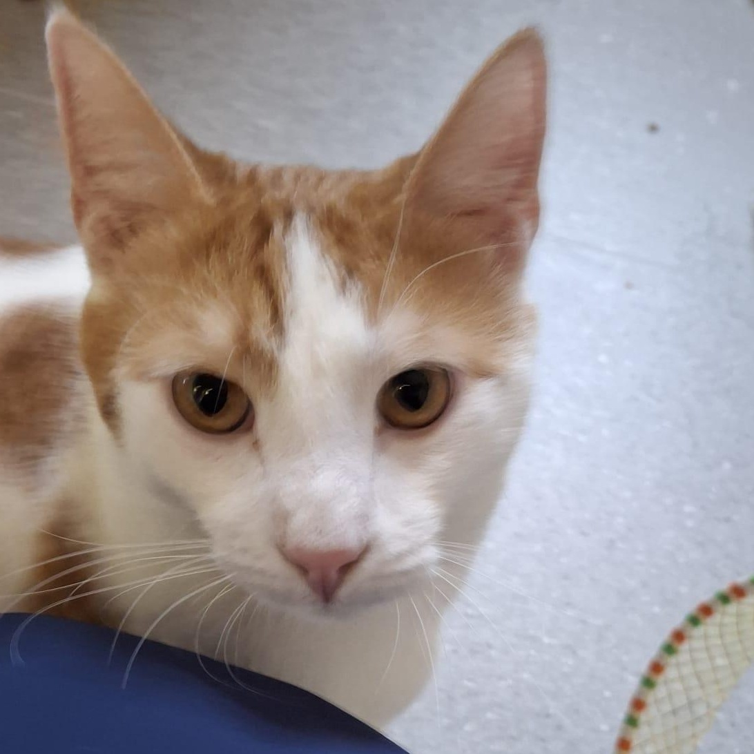 Charlie (bonded with Snoopy), adopted, Young Male Domestic Short Hair.