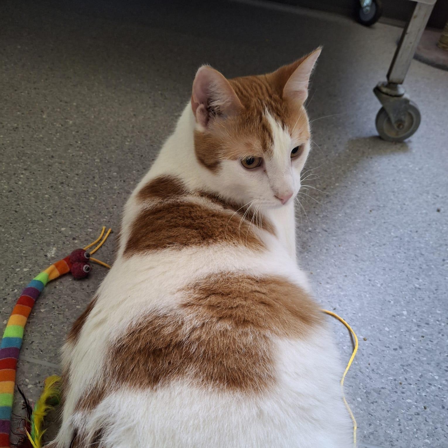 Enlarge Charlie (bonded with Snoopy), an adopted mixed breed in Everett, ON image 2/2