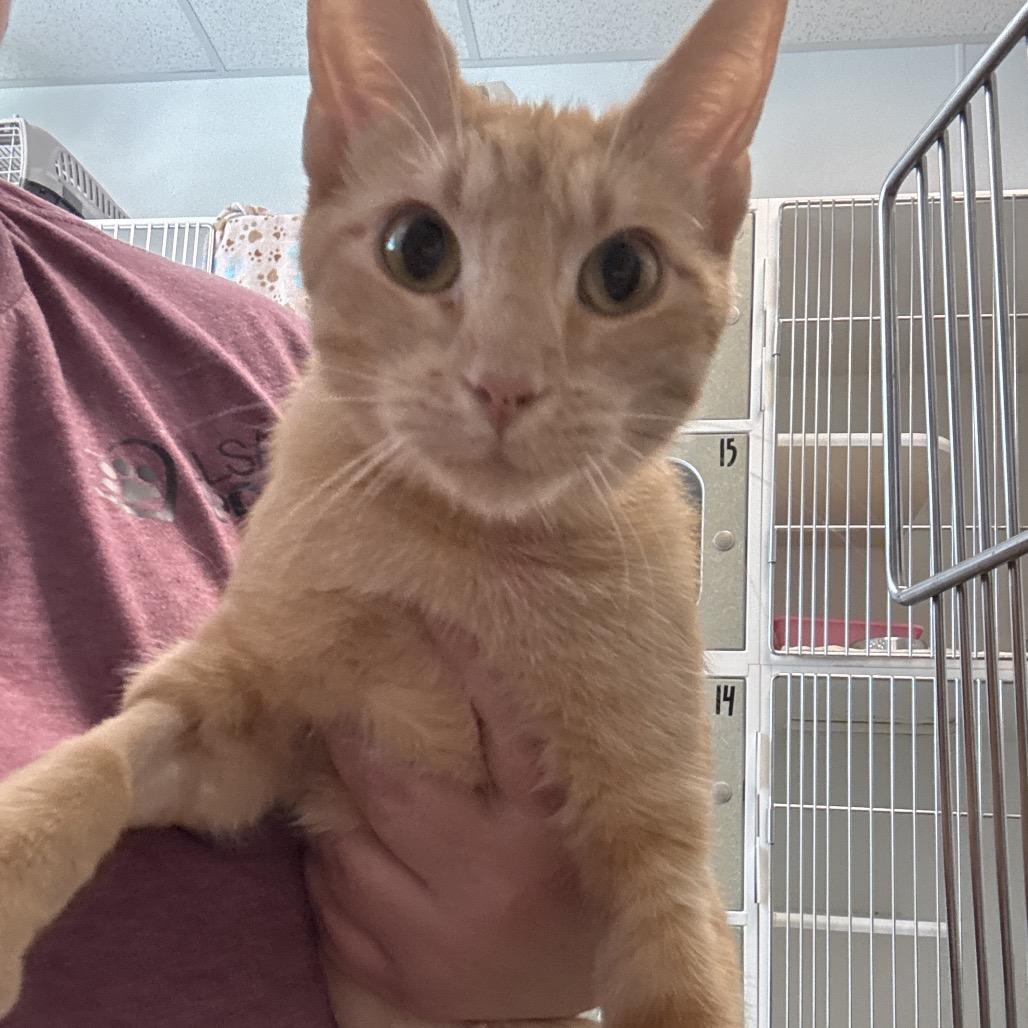 Ramona, Adoptable, Young Female Domestic Short Hair.