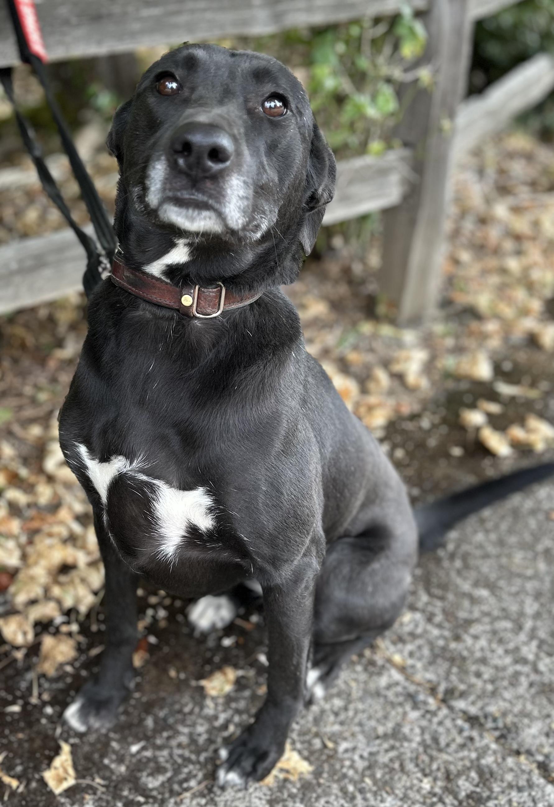 Pistachio, a Adoptable mixed breed in Tigard, OR image 3/5