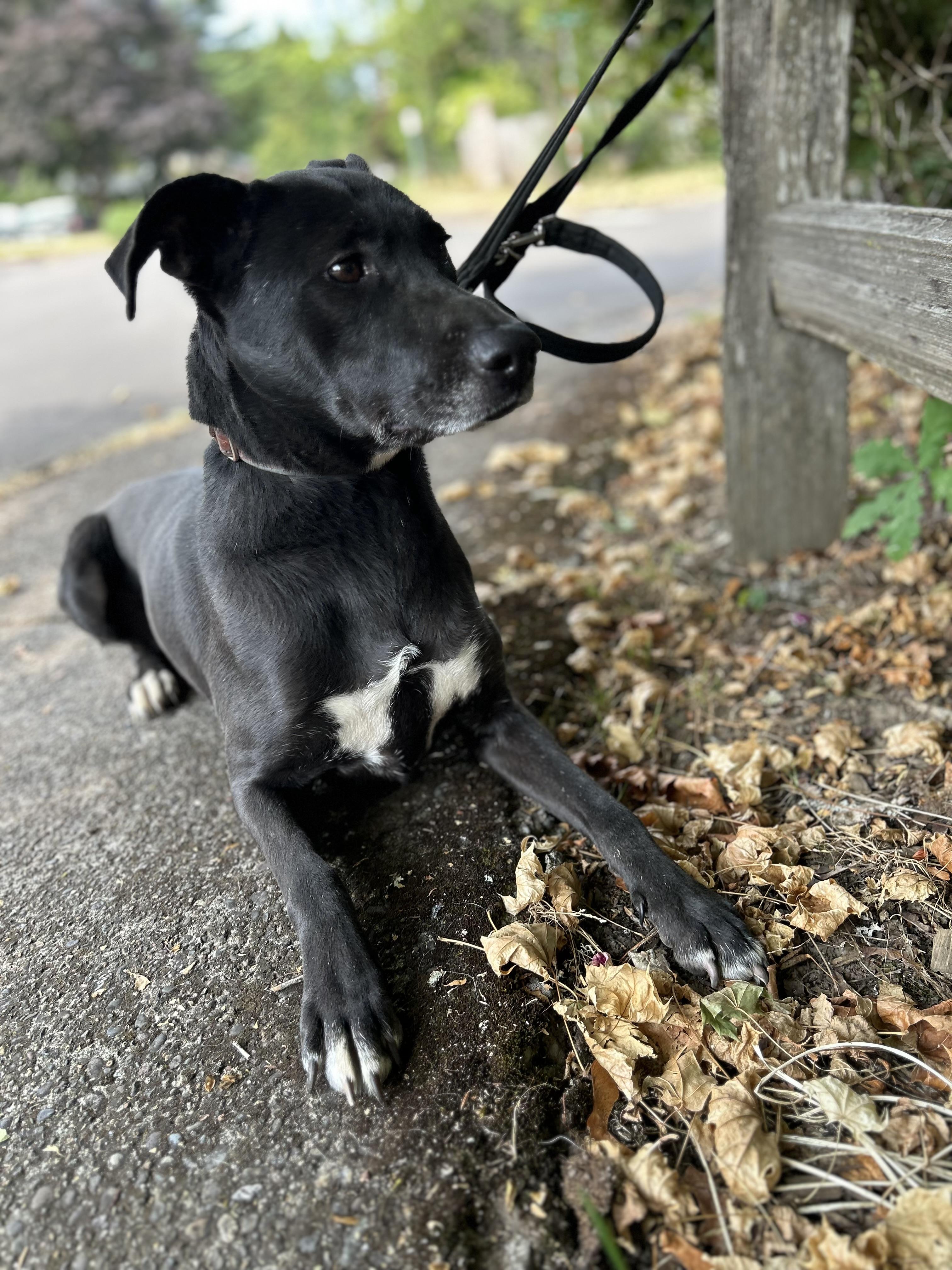Pistachio, a Adoptable mixed breed in Tigard, OR image 4/5