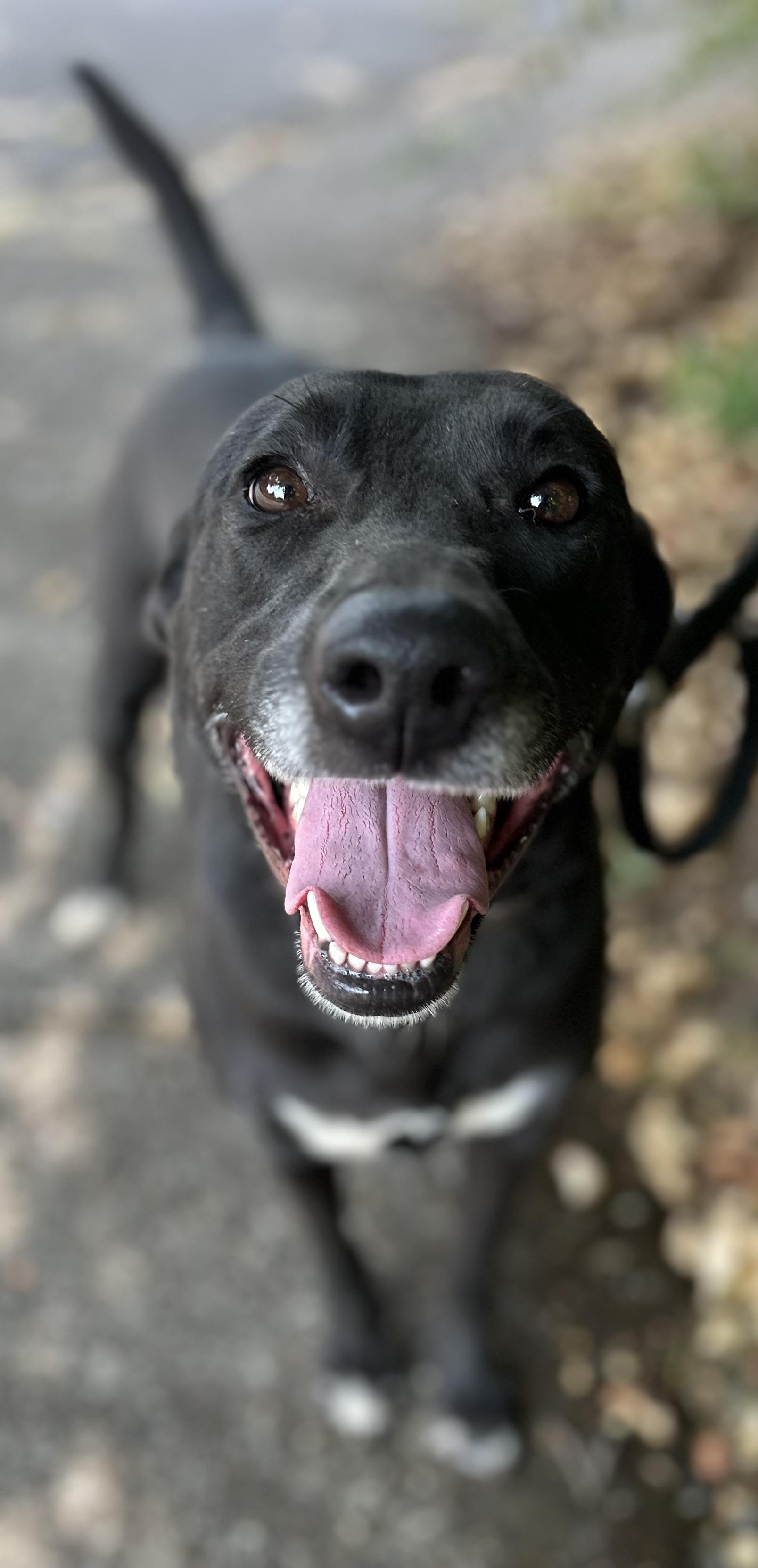 Pistachio, Adoptable, Adult Female Black Labrador Retriever.