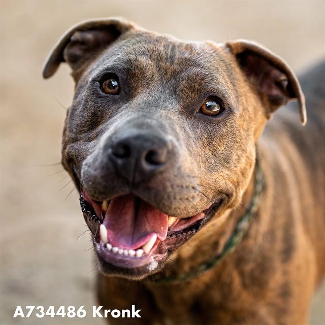 KRONK, Adoptable, Young Male Pit Bull Terrier & Mixed Breed.
