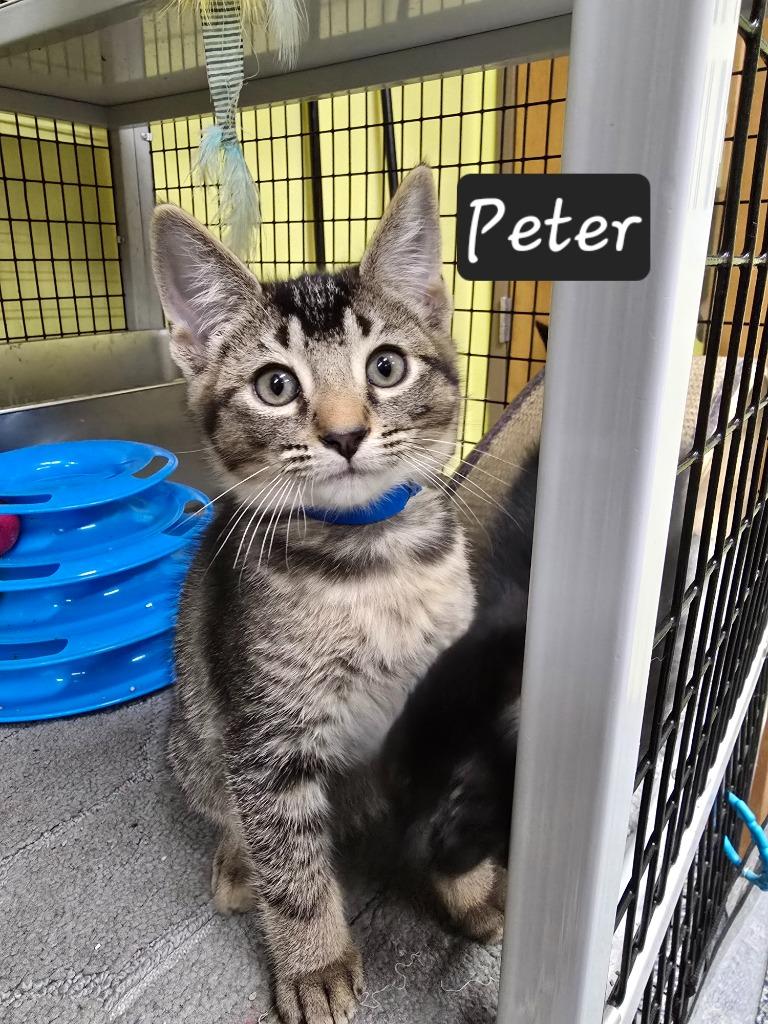 Peter, a Adoptable mixed breed in Maumelle, AR image 1/3