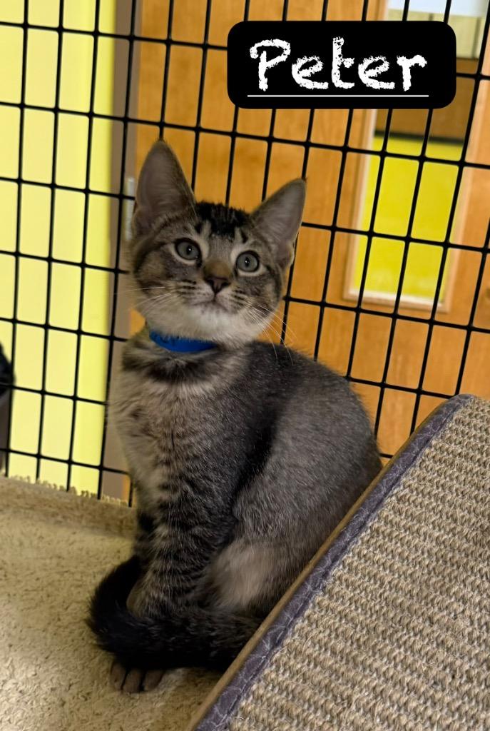 Peter, a Adoptable mixed breed in Maumelle, AR image 2/3