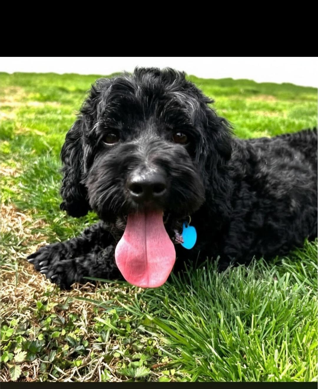 Cookie Collette, Adoptable, Adult Female Cockapoo.