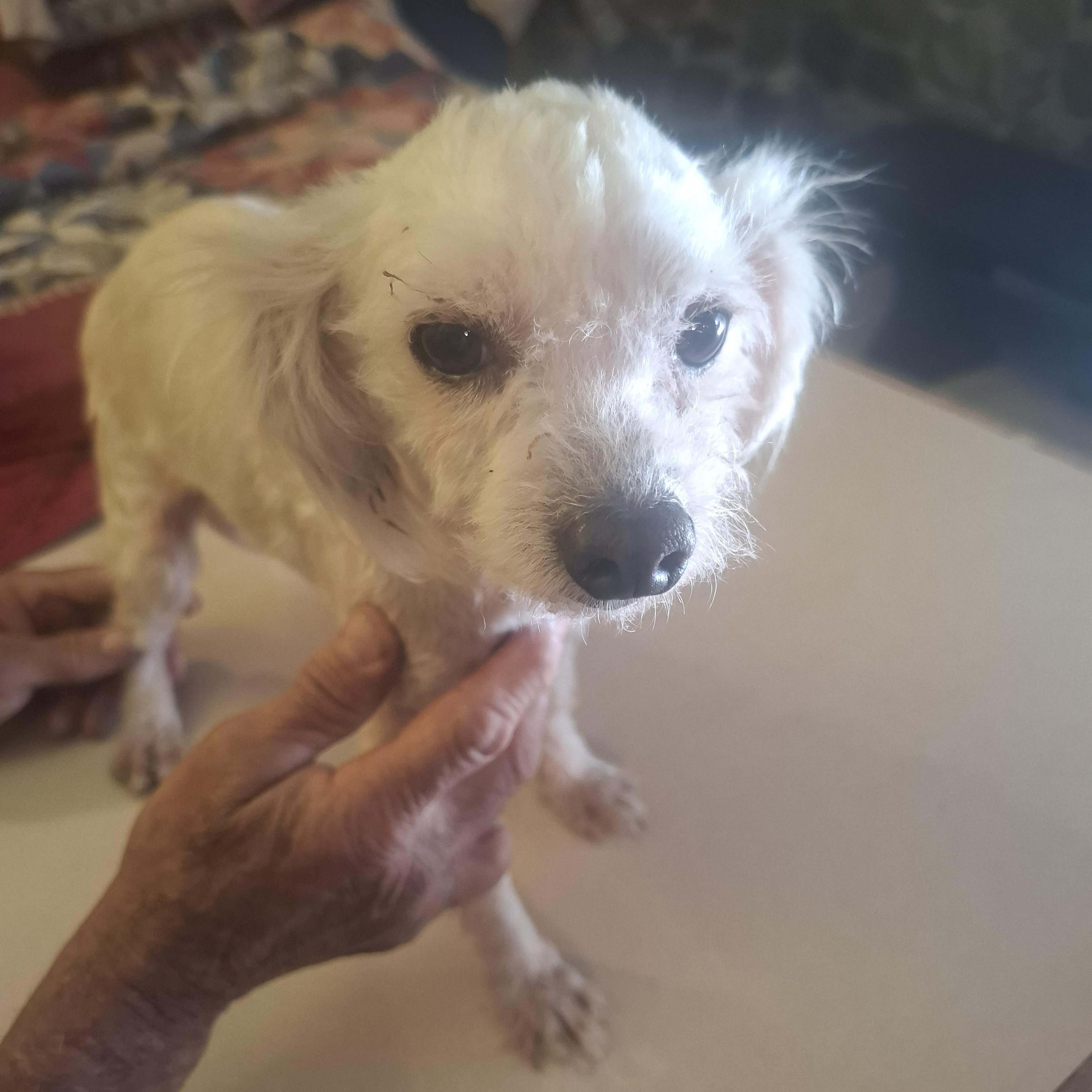Logan, an adopted mixed breed in Georgetown, TX image 2/3