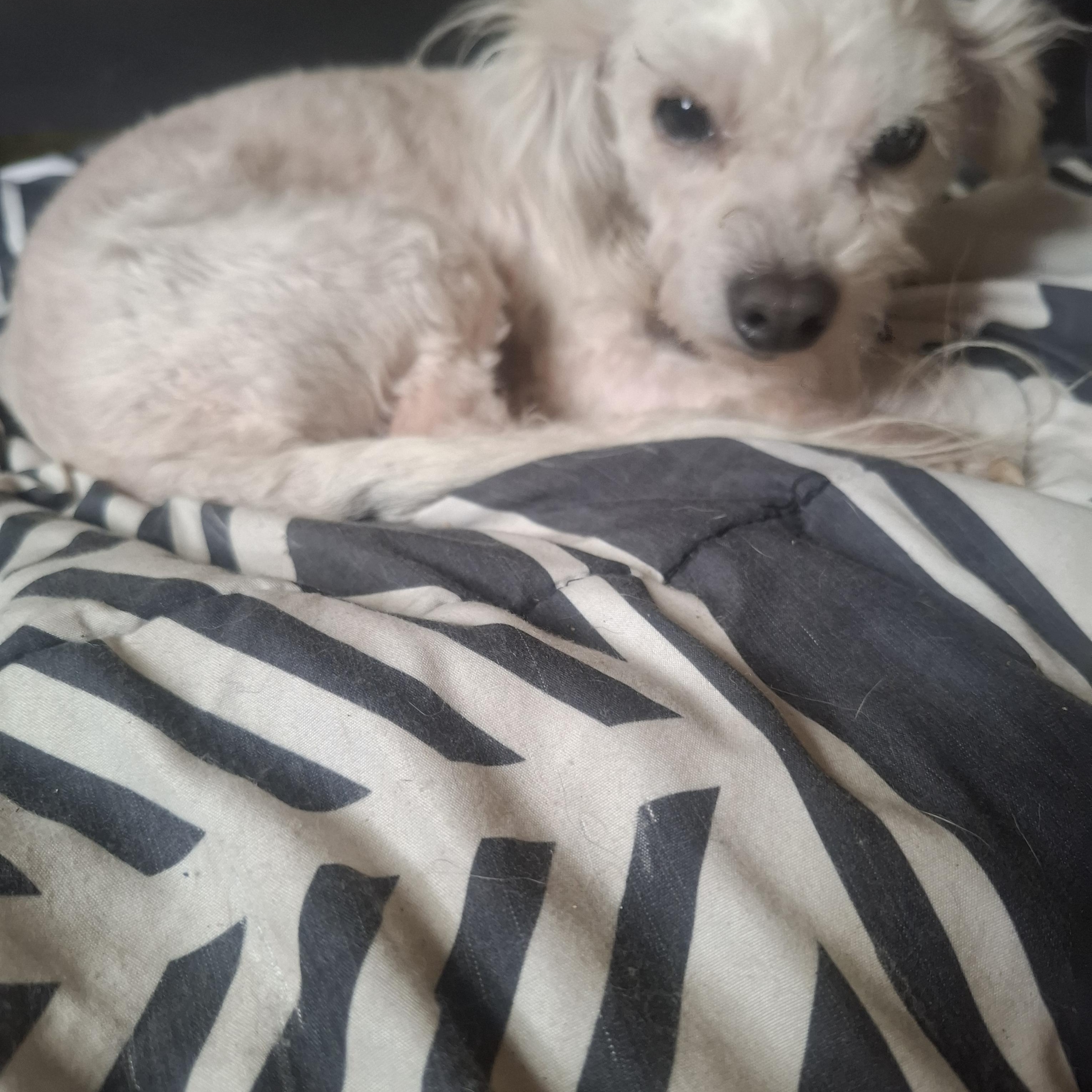 Logan, adopted, Adult Male Poodle (Toy) & Toy Fox Terrier.