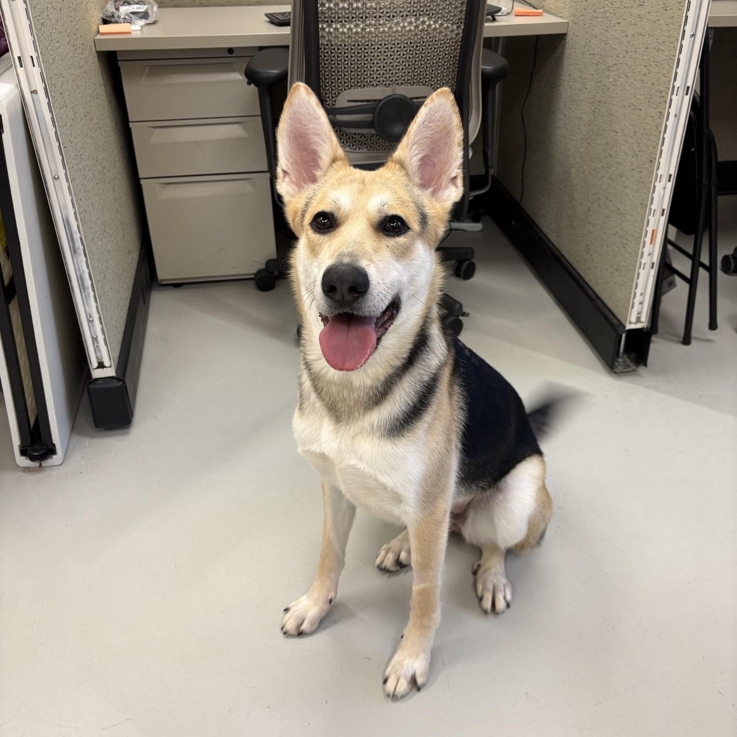 Enlarge Martha DS-070/26, a Adoptable mixed breed in Burlington, ON image 1/4