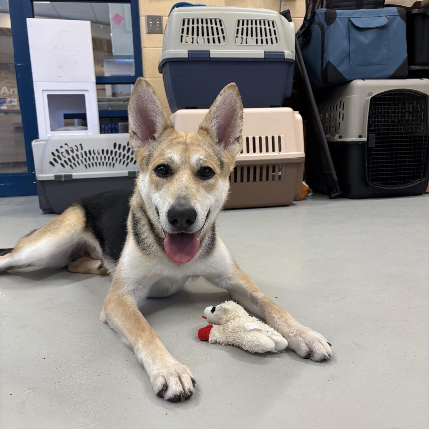 Enlarge Martha DS-070/26, a Adoptable mixed breed in Burlington, ON image 3/4
