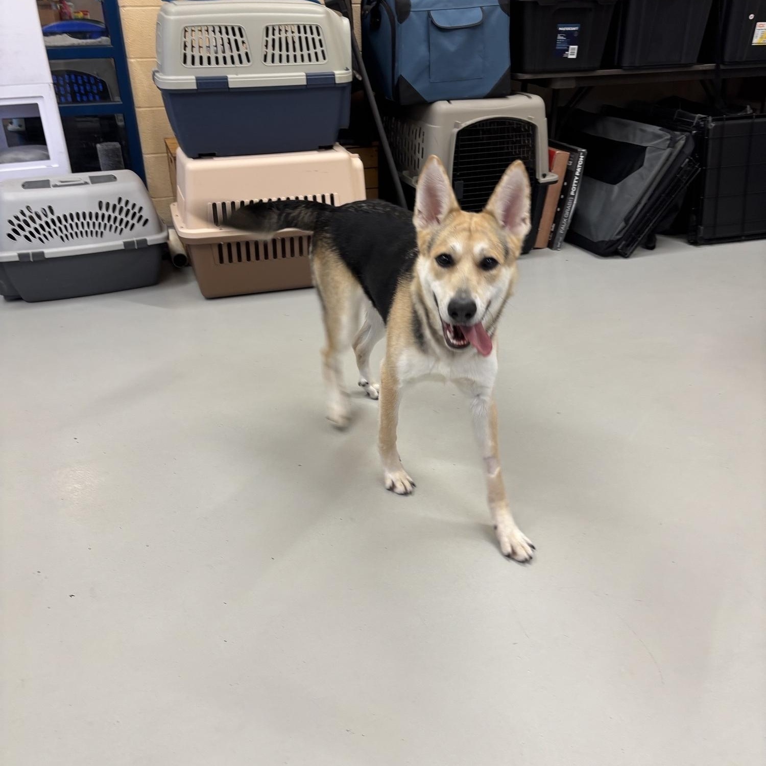 Enlarge Martha DS-070/26, a Adoptable mixed breed in Burlington, ON image 2/4