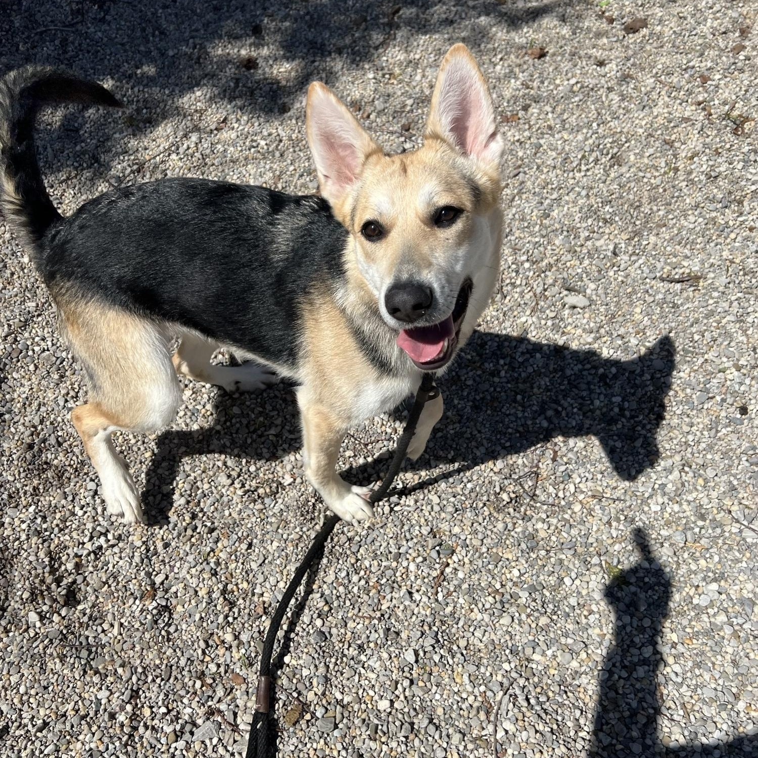 Enlarge Martha DS-070/26, a Adoptable mixed breed in Burlington, ON image 4/4
