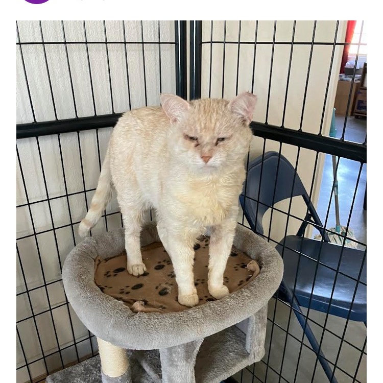 Mozzy, Adult Male Domestic Short Hair