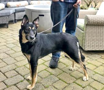 Nessie, a Adoptable mixed breed in Canterbury, CT image 1/6