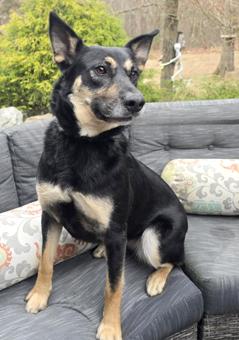 Nessie, Adoptable, Young Female Husky & Doberman Pinscher.