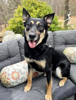 Nessie, a Adoptable mixed breed in Canterbury, CT image 3/6