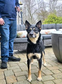 Nessie, a Adoptable mixed breed in Canterbury, CT image 4/6