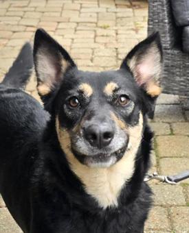 Nessie, a Adoptable mixed breed in Canterbury, CT image 5/6