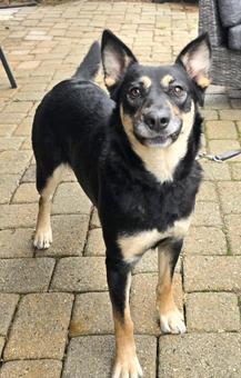 Nessie, a Adoptable mixed breed in Canterbury, CT image 6/6