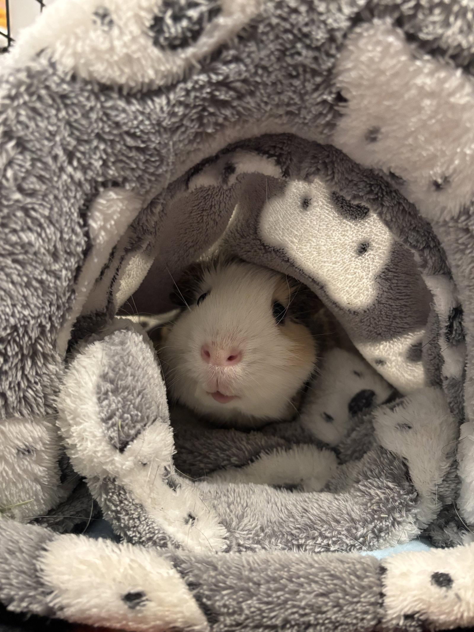 Nacho, Adoptable, Senior Male Guinea Pig.