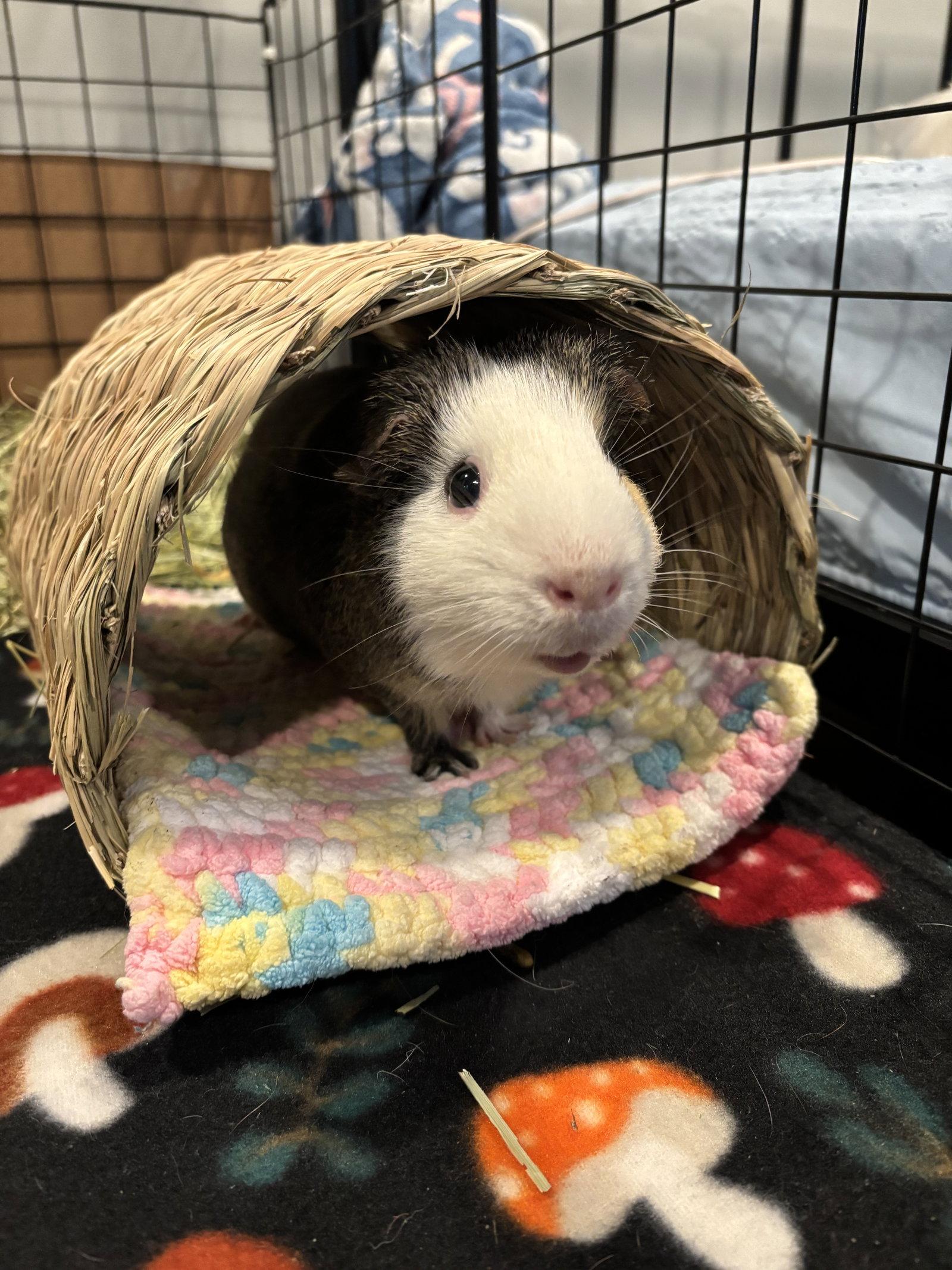 Enlarge Nacho, a Adoptable Guinea Pig in Aurora, IL image 2/3