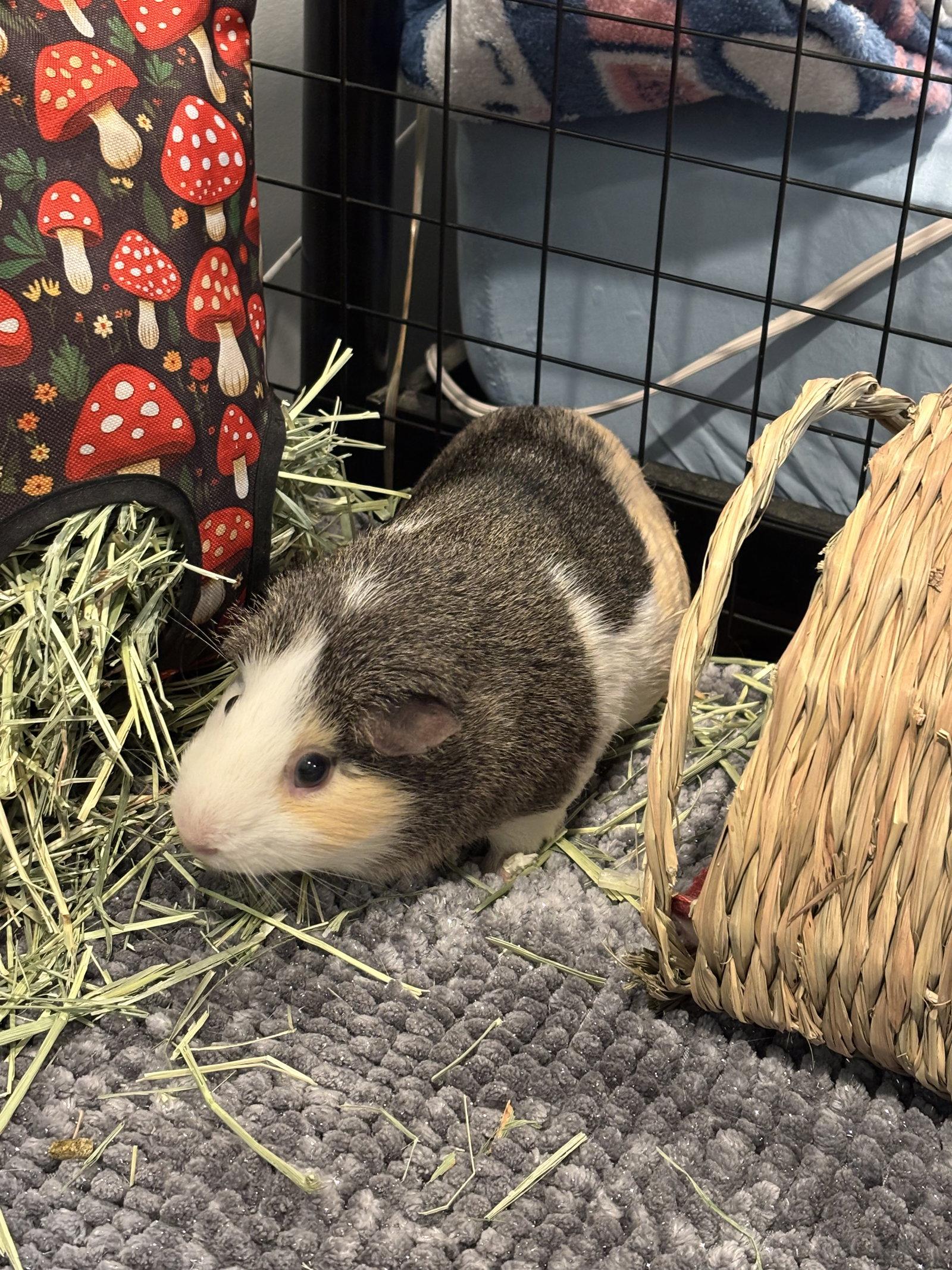 Enlarge Nacho, a Adoptable Guinea Pig in Aurora, IL image 3/3