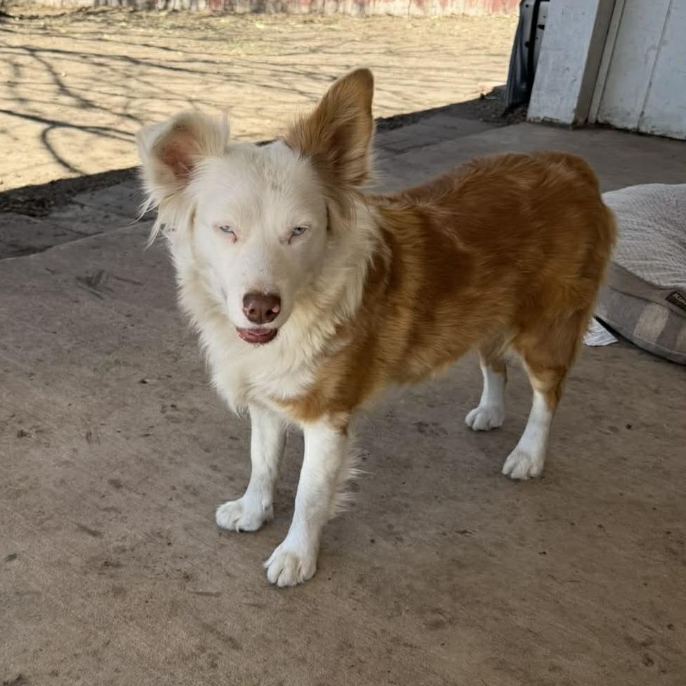 Enlarge Elena Ann DG, a Adopted Australian Shepherd in Hartford, CT image 3/6