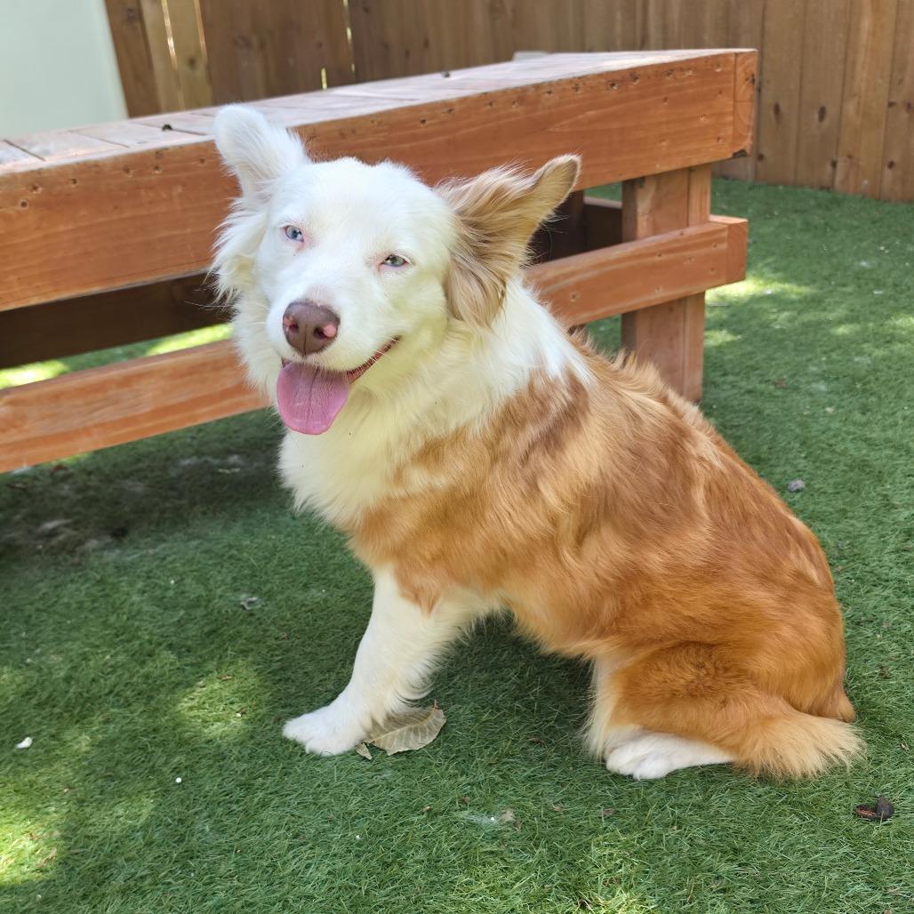Enlarge Elena Ann DG, a Adopted Australian Shepherd in Hartford, CT image 2/6