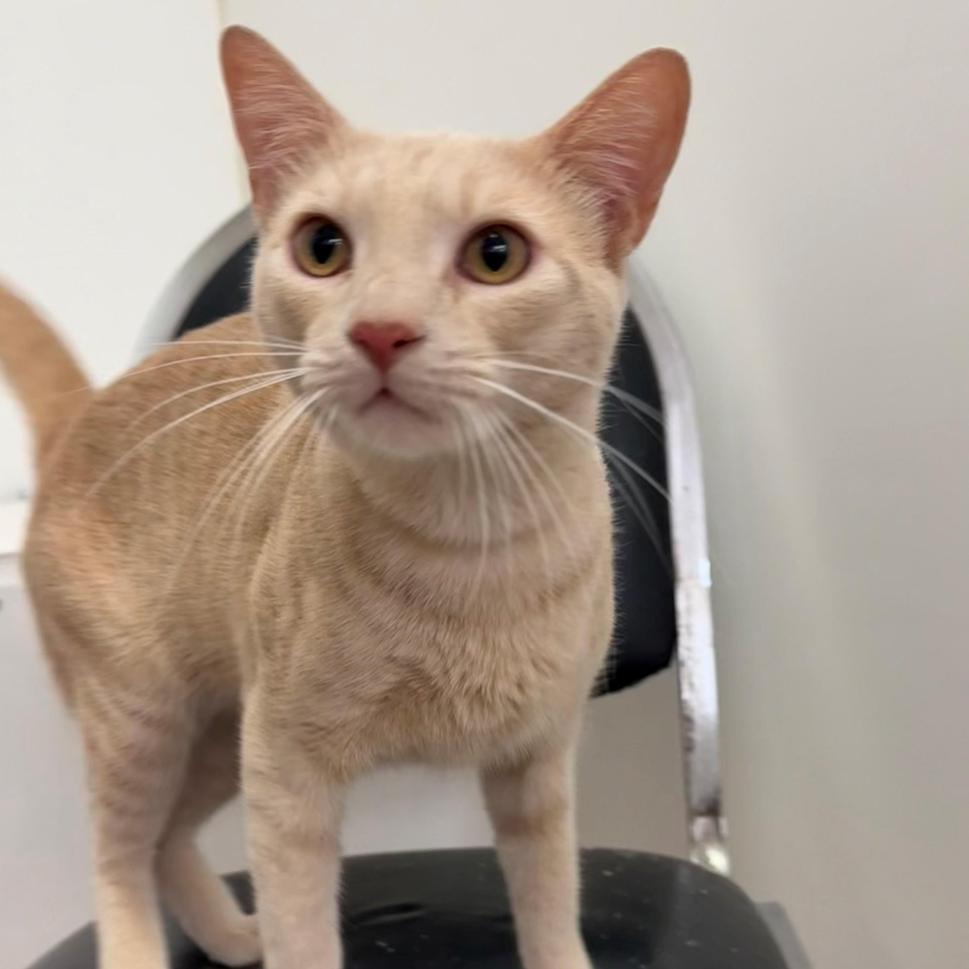 Hobbes, Adoptable, Adult Male Domestic Short Hair.