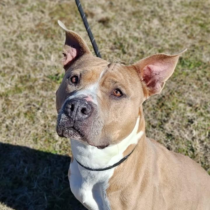 Enlarge Kiki, a Adoptable Pit Bull Terrier in Springdale, AR image 2/6