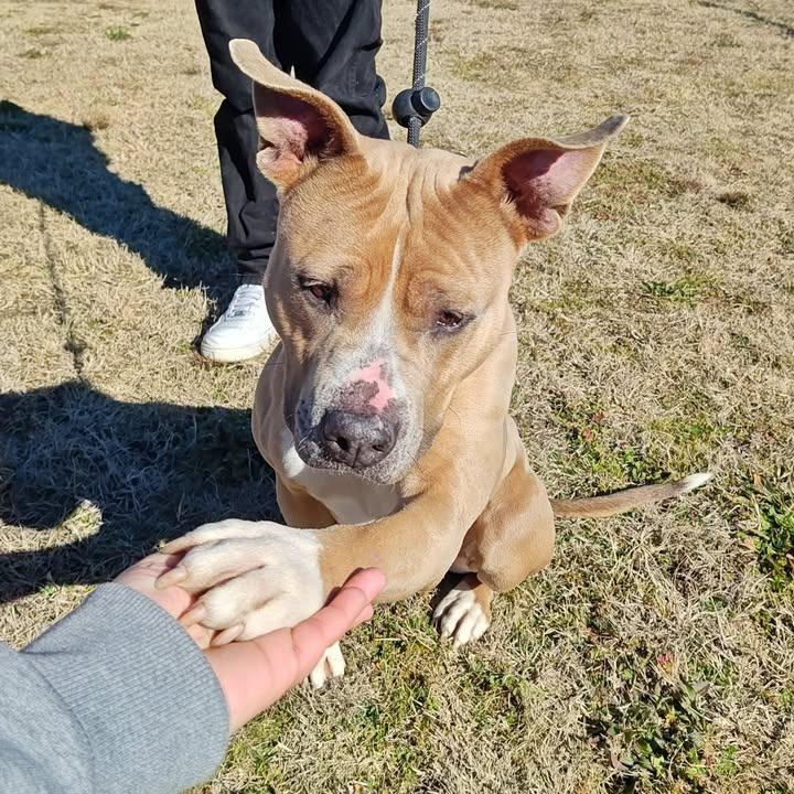 Kiki, Adoptable, Adult Female Pit Bull Terrier.