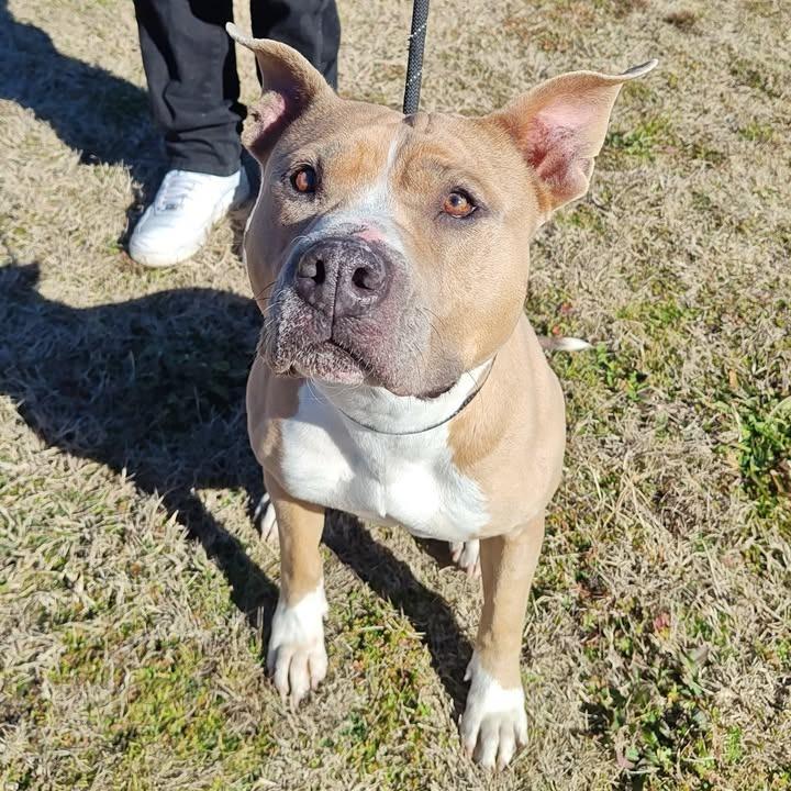 Enlarge Kiki, a Adoptable Pit Bull Terrier in Springdale, AR image 3/6